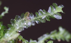 Lophocolea semiteres