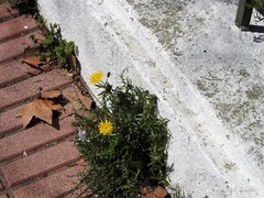 Sonchus tenerrimus