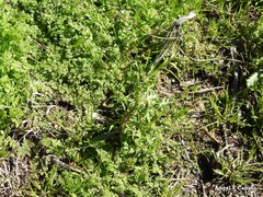 Anthriscus caucalis