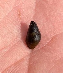Elimia paupercula