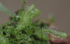 Lophocolea semiteres