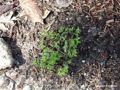 Euphorbia peplus