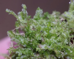 Lophocolea semiteres