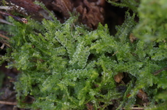 Lophocolea semiteres