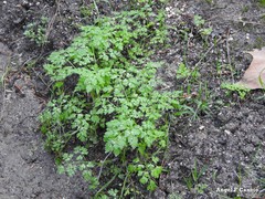 Anthriscus caucalis