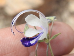 Trichostema arizonicum