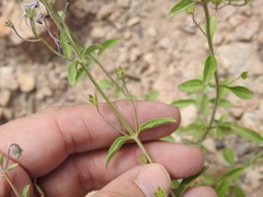 Trichostema arizonicum