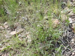 Trichostema arizonicum