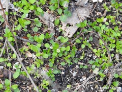 Lamium amplexicaule