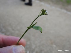 Capsella bursa-pastoris