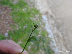 Capsella bursa-pastoris