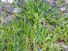 Poa annua