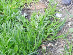 Poa annua
