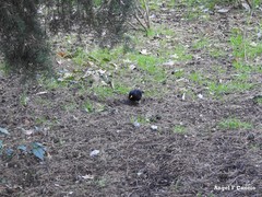 Turdus merula