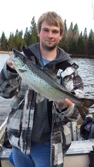 Salmo salar