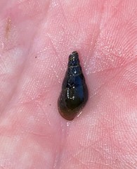 Elimia paupercula