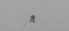 Clogmia albipunctata