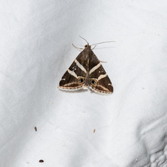 Grammodes pulcherrima