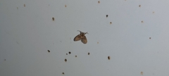 Clogmia albipunctata