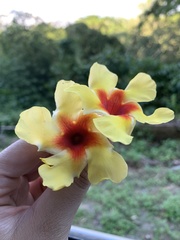 Mandevilla hirsuta