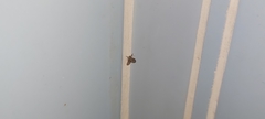 Clogmia albipunctata