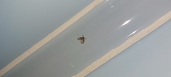 Clogmia albipunctata