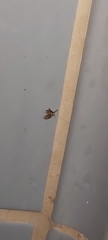 Clogmia albipunctata
