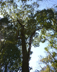 Nectandra lanceolata