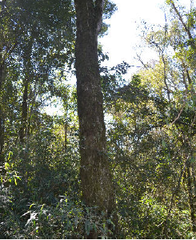 Nectandra lanceolata