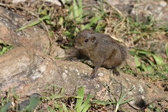 Funambulus obscurus
