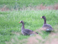 Anser albifrons flavirostris