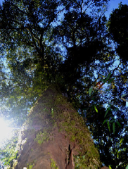 Nectandra megapotamica