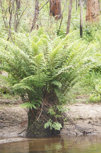 Todea barbara observed 2020-11-29