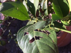 Microcentrum californicum