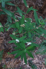 Pimelea drupacea