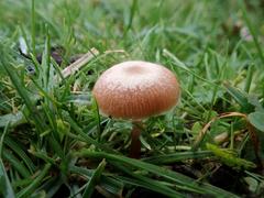 Galerina uncialis