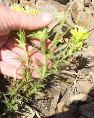 Castilleja glandulifera