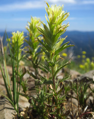 Castilleja glandulifera