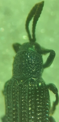 Anisostena nigrita