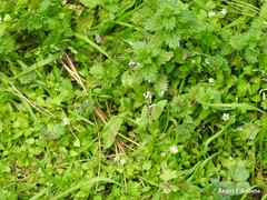 Lamium amplexicaule
