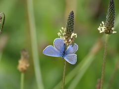 Polyommatus icarus
