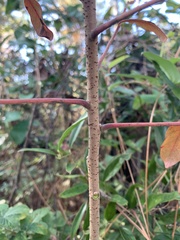 Rhus copallina image