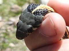 Thamnophis cyrtopsis cyrtopsis