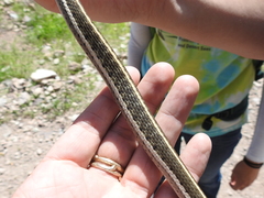 Thamnophis cyrtopsis cyrtopsis