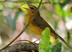 Myiothlypis flaveola