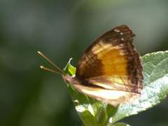 Junonia terea terea