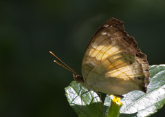 Junonia terea terea