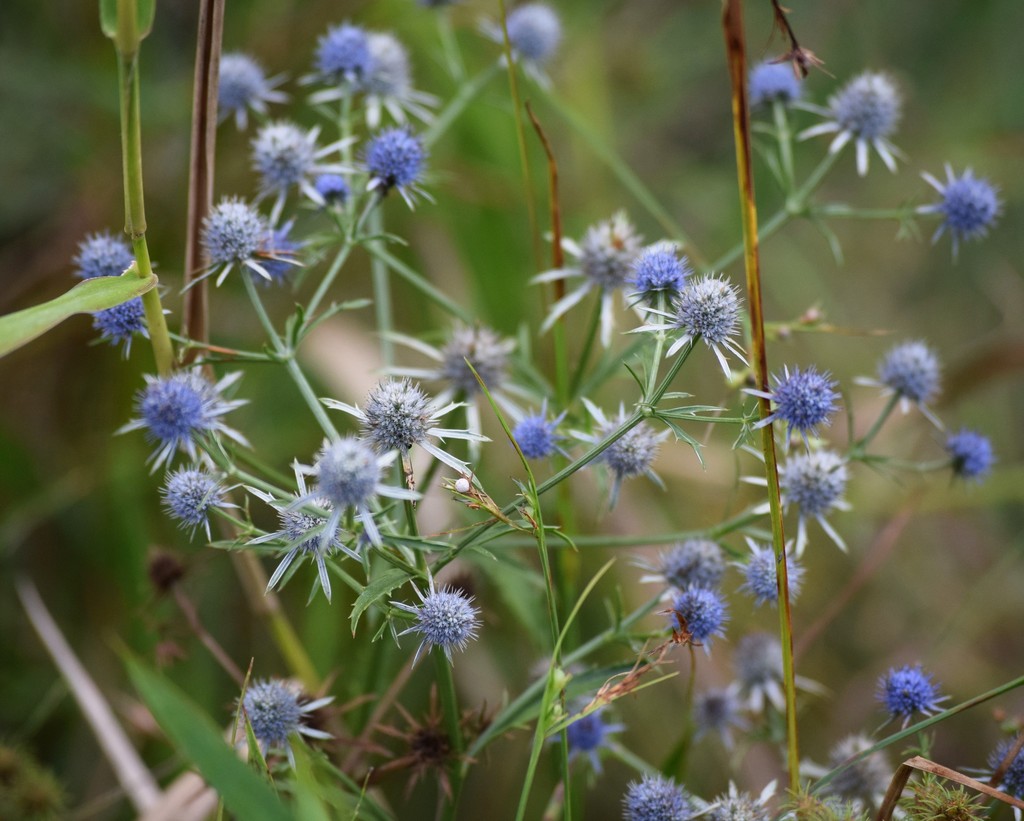 blueflower eryngo (Florida Facultative Wetland Species ) · iNaturalist