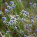 Blueflower Eryngo - Photo (c) Mike Farley, some rights reserved (CC BY-NC), uploaded by Mike Farley