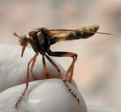 Blepharepium annulatum